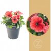 Květina Potunie, červená, průměr květináče 10 - 12 cm