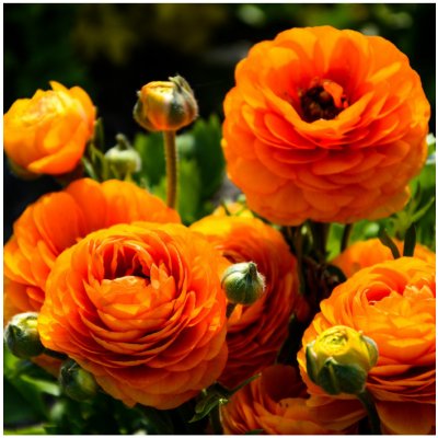 Pryskyřník plnokvětý oranžový - Ranunculus asiaticus - prodej cibulovin - 3 ks