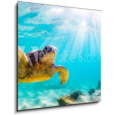 Skleněný obraz 1D - 50 x 50 cm - An endangered Hawaiian Green Sea Turtle cruises in the warm waters of the Pacific Ocean in Hawaii. Ohrožená havajská želva zelená mořská – Hledejceny.cz
