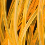 HENDS Body Glass Half Round orange fluo – Hledejceny.cz