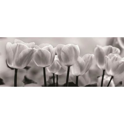 IMPOL TRADE 287VEP vliesová fototapeta tulipány rozměr 250 cm x 104 cm – Zboží Mobilmania