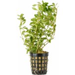 Ludwigia arcuata - Zakulacenka obloukovitá – Zboží Dáma