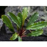 Bucephalandra biblis – Sleviste.cz