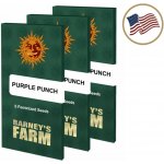 Barney's Farm Purple Punch semena neobsahují THC 3 ks – Zboží Dáma