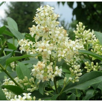 Ligustrum vulgare Prodejní velikost: 030/040, Velikost hrnku: 1 l – Zbozi.Blesk.cz