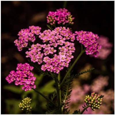 Řebříček tužebníkový Colorado Mix - Achillea millefolium - semena řebříčku - 20 ks