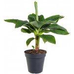 Banánovník zakrslý, Musa dwarf cavendish, průměr květináče 17 - 19 cm – Zboží Dáma