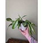 Hoya Silverspots 12 cm – Sleviste.cz