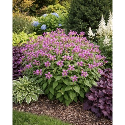 Želvice 'Chelone obliqua' 1 ks – Zboží Dáma