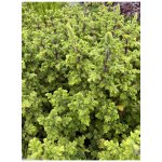 Migrénovník - tetradenia species, iboza species – Zboží Dáma