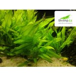 Echinodorus bleheri - Šípatkovec bleheri – Zboží Mobilmania
