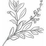Alteya Šalvějový olej 100% Bio 5 ml – Hledejceny.cz