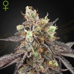 Green House Seed Gelato 41 x Gelato 41 Auto semena neobsahují THC 1 + 1 ks Fullgas – Zboží Dáma