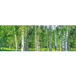 Dimex KI180-044 Samolepící fototapeta do kuchyně Birch Growe rozměry 180 x 60 cm – Hledejceny.cz