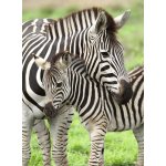 RAVENSBURGER Zebry XXL 300 dílků – Hledejceny.cz
