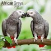 Kalendář African Greys Square Bird Wall 16 Month 2024