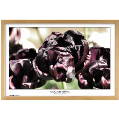 Tradag Rámeček Natura přírodní 40x60 – Zboží Živě