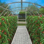 Lanit Plast Gladus 3x6 m PC 4 mm LG2878 – Zboží Dáma