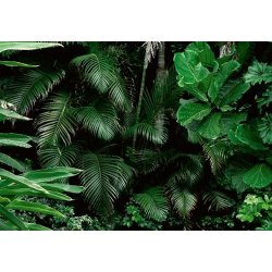 IMPOL TRADE 14402V8 Vliesové fototapety Jungle listy rozměr 368 cm x 254 cm