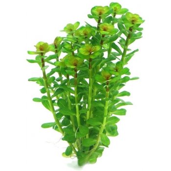 Rotala indica - Kolovka indická