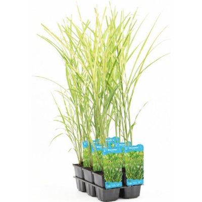 Miscanthus Zebrinus – košík 9x9 cm – Zboží Dáma
