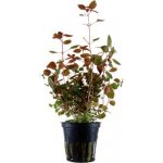 Ludwigia palustris - Zakucelka bahenní – Hledejceny.cz