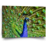 Sablio Obraz Páv - 90x60 cm – Hledejceny.cz