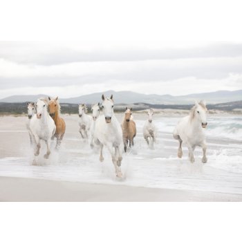 Komar 8-986 Fototapeta bílé koně 8 dílná White Horses rozměry 368 x 254 cm