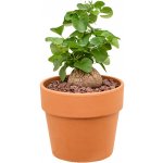 Dioscorea elephantipes - (15x20cm)-v-zemině – Zboží Dáma