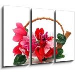 Obraz 3D třídílný - 105 x 70 cm - Colourful cyclamen flowers in the basket Barevné květy kylama v koši – Hledejceny.cz