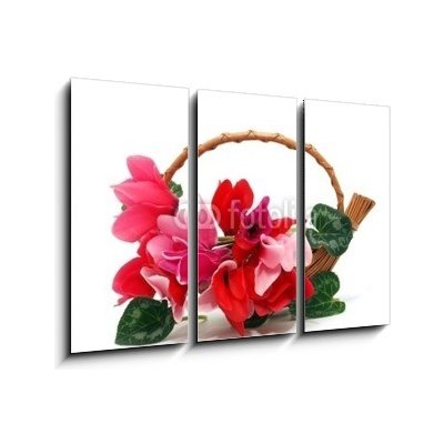 Obraz 3D třídílný - 105 x 70 cm - Colourful cyclamen flowers in the basket Barevné květy kylama v koši – Hledejceny.cz