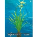 Cyperus helferi - Šáchor Helferův – Zboží Dáma