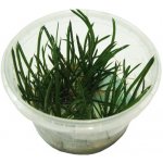 Littorela uniflora – Hledejceny.cz