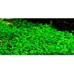 Marsilea minuta – Zboží Dáma