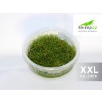 Eleocharis parvula – Sleviste.cz