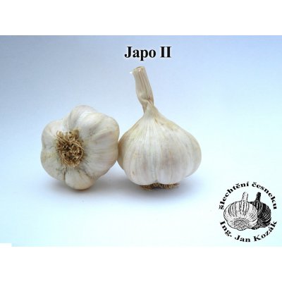 Sadbový česnek JAPO II - 8 ks - nepaličák – HobbyKompas.cz