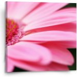 Sablio Obraz Růžová gerbera - 110x110 cm – Hledejceny.cz