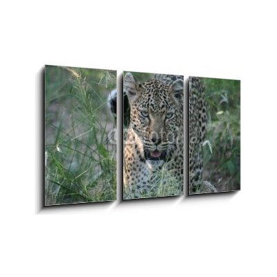 Obraz 3D třídílný - 90 x 50 cm - leopard leopard africa bezuzdný