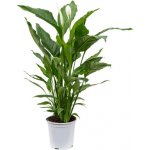 Lopatkovec, Spathiphyllum, průměr květináče 21 cm – Zboží Dáma