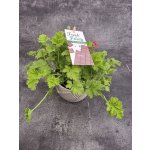 Pelargonium graveolens čokoláda – Zboží Dáma