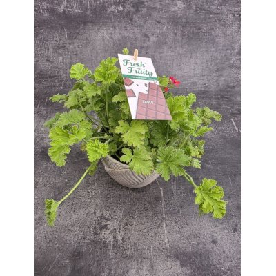Pelargonium graveolens čokoláda – Zboží Dáma