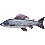 Gaby Polštář ryba Lipan podhorní 65 cm – Hledejceny.cz