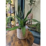 Aspidistra Elatior – Zbozi.Blesk.cz