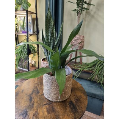 Aspidistra Elatior – Zbozi.Blesk.cz