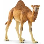 Schleich 14832 Wild Life Dromedary – Hledejceny.cz