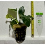 Anubias barteri nana – Zboží Mobilmania