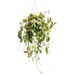 Gardners Aeschynanthus Marmoratus - závěs, průměr 15 cm Rděnka – Sleviste.cz