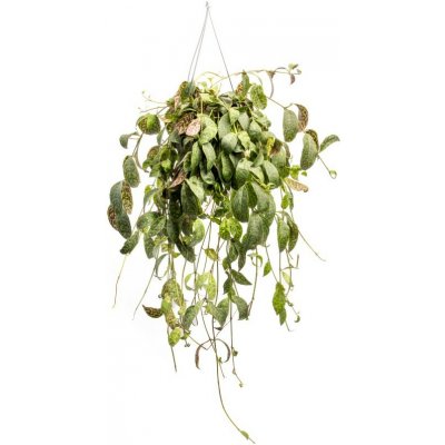 Gardners Aeschynanthus Marmoratus - závěs, průměr 15 cm Rděnka – Sleviste.cz