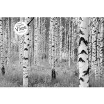 Komar XXL4-023 Vliesová fototapeta na zeď Břízový háj břízy černobílé rozměry 368x248 cm – Zboží Dáma