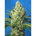 Sweet Seeds Jack 47 AUTO semena neobsahují THC 3 ks – Zboží Dáma